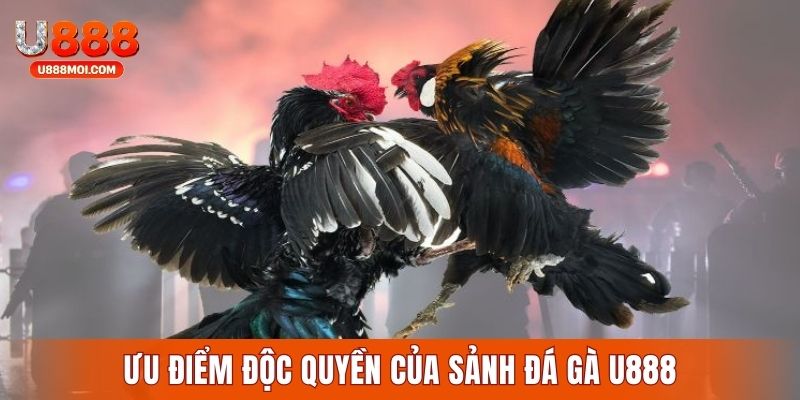 Những ưu điểm đặc trưng của sảnh đá gà đổi thưởng U888